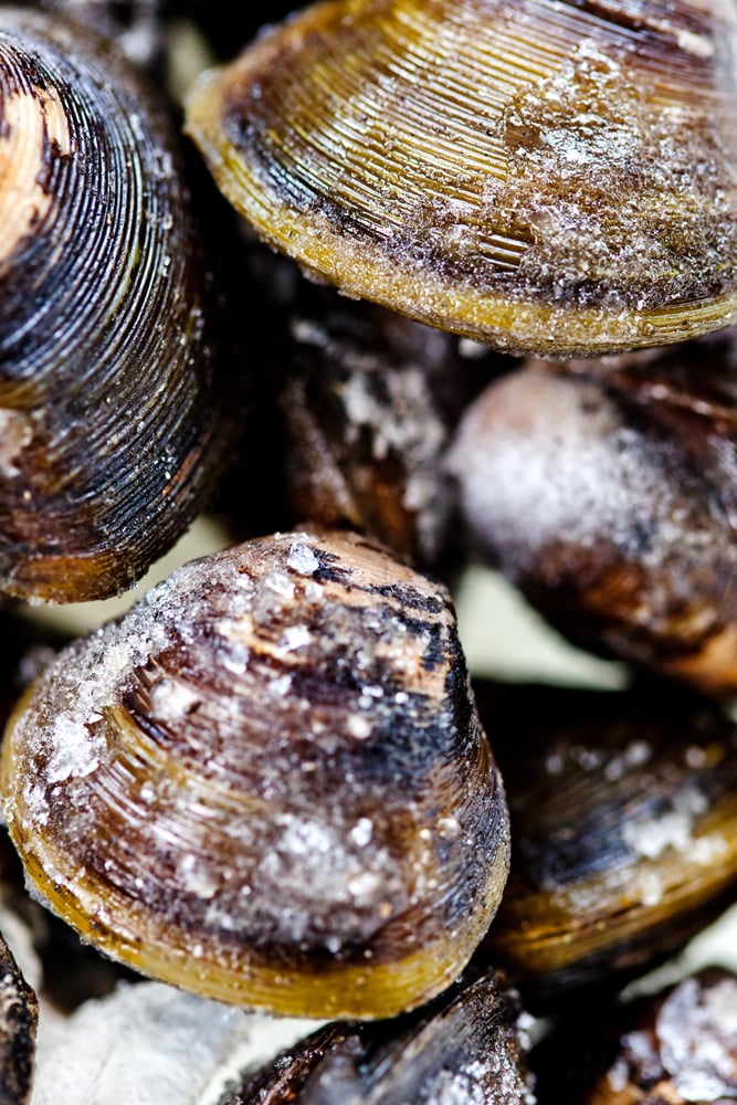 Bunch of frozen clams - sea food concepts