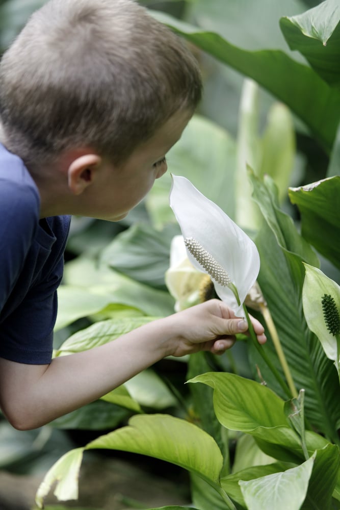 Young boy holding a tropical stem in the garden looking and smelling the flower head